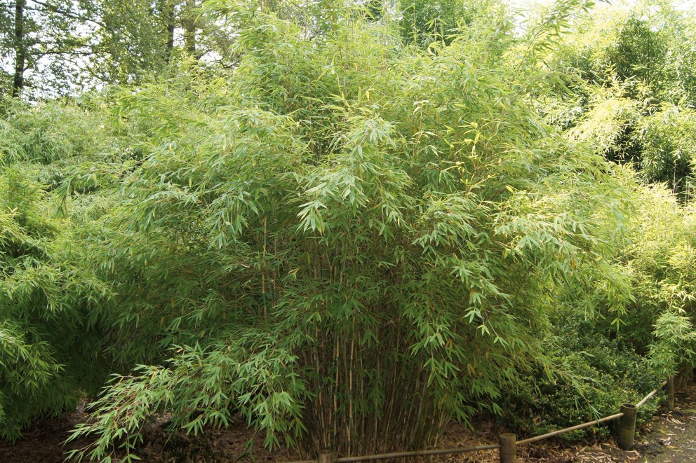 
				Bambus2 Terrasse bepflanzen

			