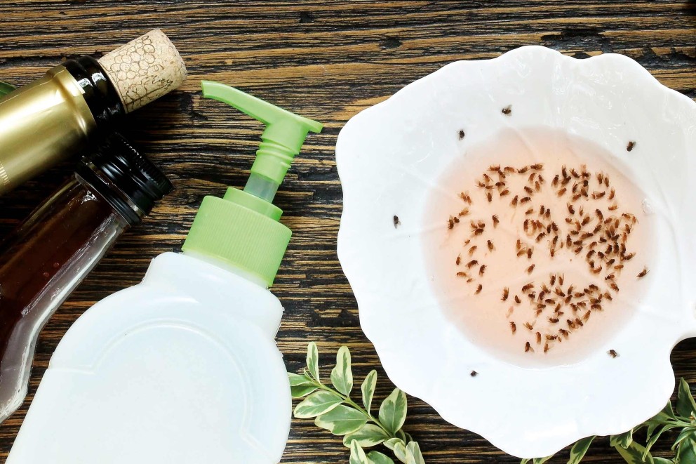 Fruchtfliegenfalle mit Flasche und Seife auf einem Tisch