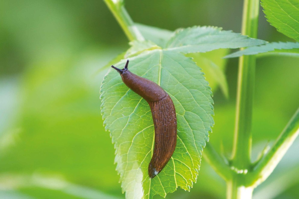nacktschnecken bekaempfen nacktschnecken bekaempfen