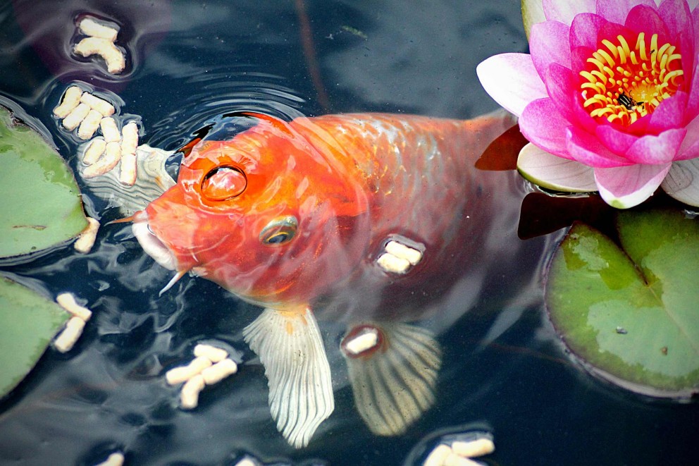 Fische fuettern Fische fuettern