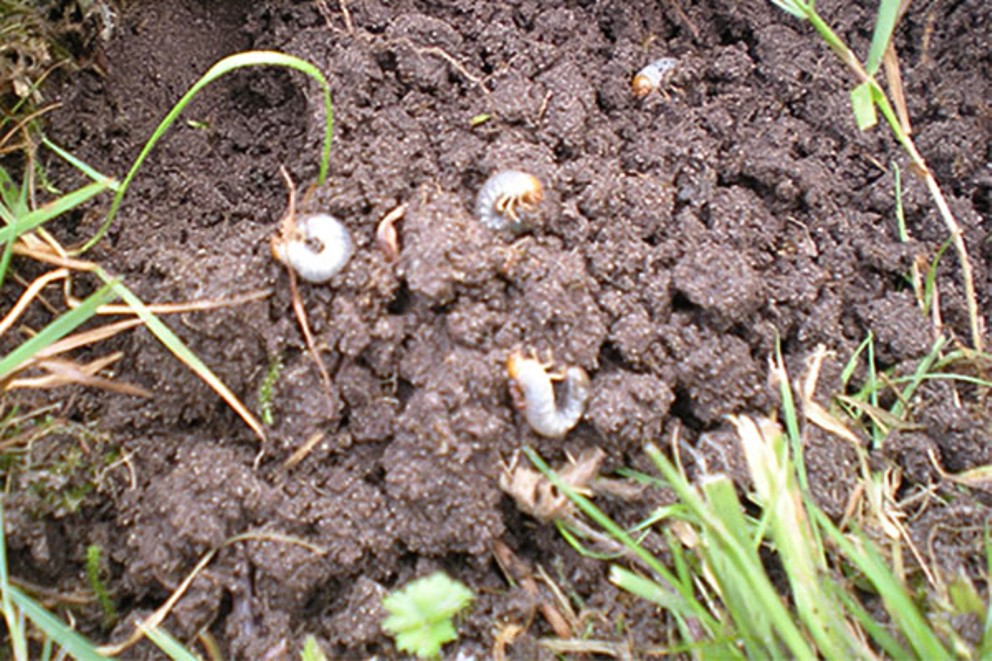 Aaltjes 600x400 0012 Aaltjes 600x400 0012