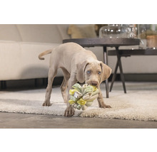 Weimaraner Welpe mit Hundespielzeug im Maul