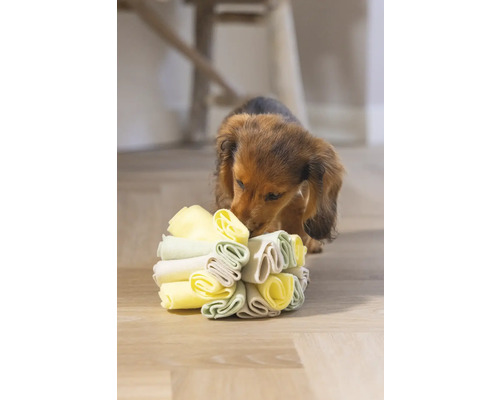 Dackelwelpe spielt mit einem Hundespielzeug aus Stoff