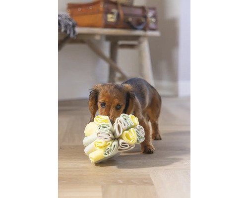 Dackel trägt Hundespielzeug im Maul