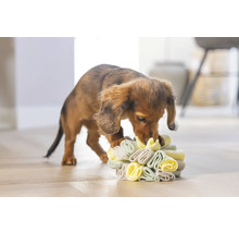 Dackelwelpe spielt mit einem interaktiven Hundespielzeug.