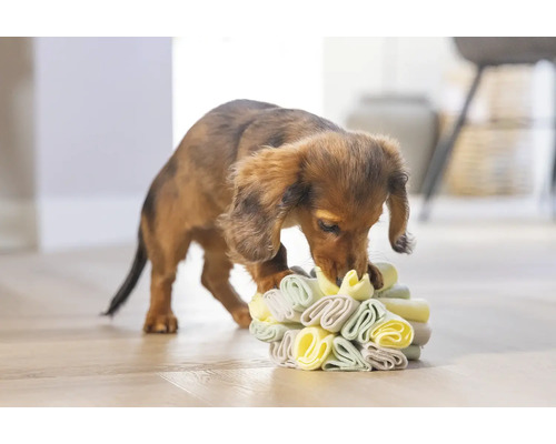 Dackelwelpe spielt mit einem interaktiven Hundespielzeug.