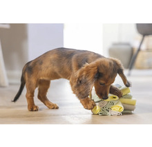 Dackel spielt mit einem Stapel Textilien im Innenbereich