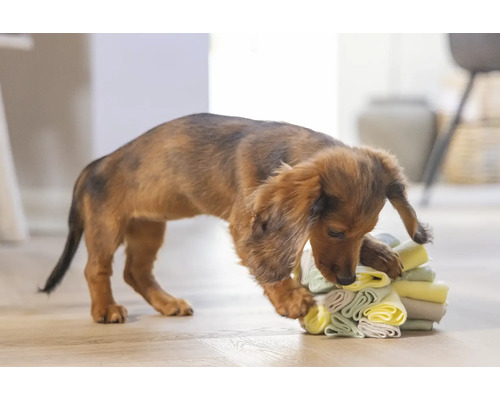 Dackel spielt mit einem Stapel Textilien im Innenbereich