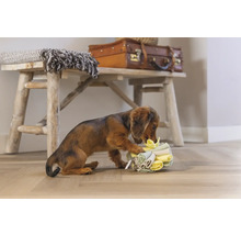 Dackel spielt mit einem Stapel Stoffwindeln vor einer Holzbank mit Dekoration