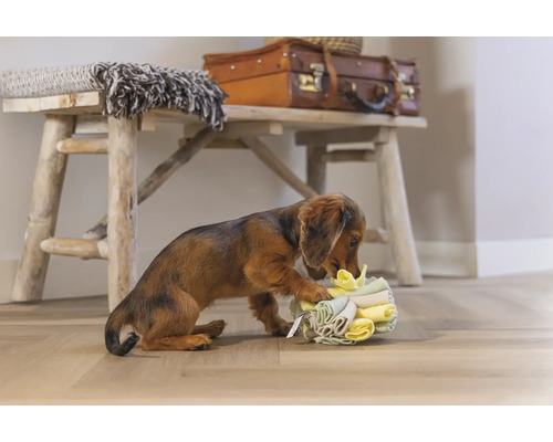Dackel spielt mit einem Stapel Stoffwindeln vor einer Holzbank mit Dekoration