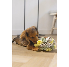 Dackelwelpe spielt mit einem interaktiven Hundespielzeug auf dem Boden.