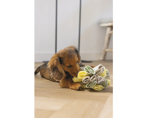 Dackelwelpe spielt mit einem interaktiven Hundespielzeug auf dem Boden.