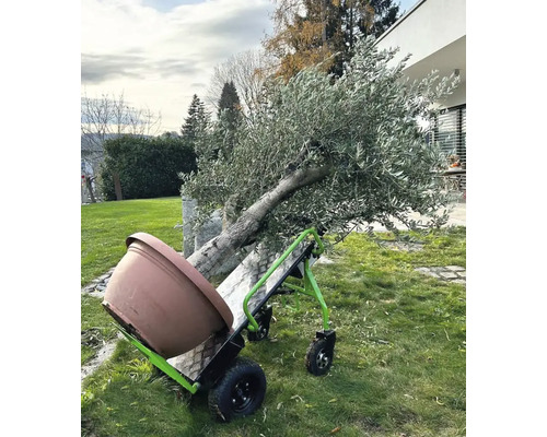 Elektrische Sackkarre mit Olivenbaum und Pflanztopf im Garten