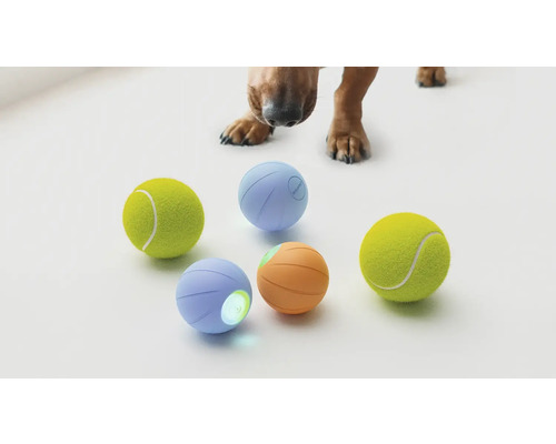 Hundespielzeug: Zwei Tennisbälle, zwei interaktive Bälle und ein Hund