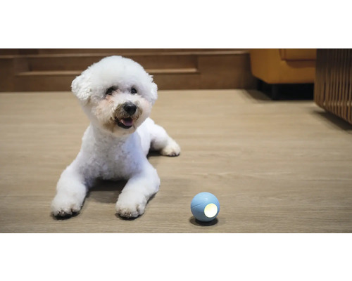 Bichon Frisé Hund liegt neben einem Hundespielball