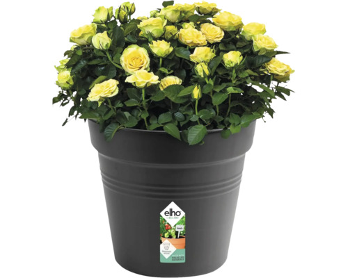 Gelbe Rosen im Topf