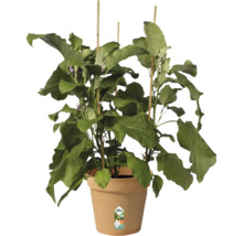 Auberginepflanze mit Stützstäben in einem Blumentopf