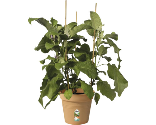 Auberginepflanze mit Stützstäben in einem Blumentopf