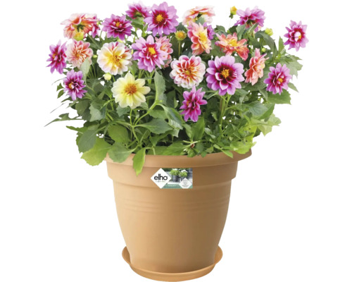 Dahlien in einem Blumentopf mit Untersetzer