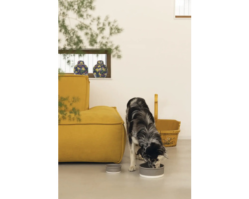 Ein Hund frisst aus einer Futterschüssel neben einem gelben Sessel und einem Korb.