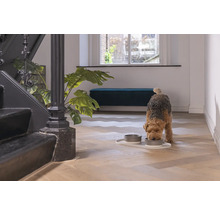 Ein Hund frisst aus zwei Futternäpfen auf einem Tablett in einem hellen Flur neben einer Treppe und einer Zimmerpflanze.