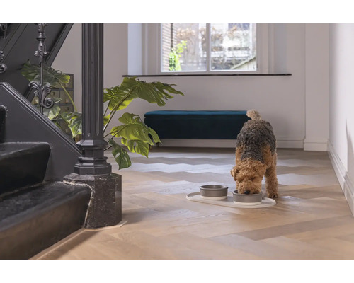 Ein Hund frisst aus zwei Futternäpfen auf einem Tablett in einem hellen Flur neben einer Treppe und einer Zimmerpflanze.