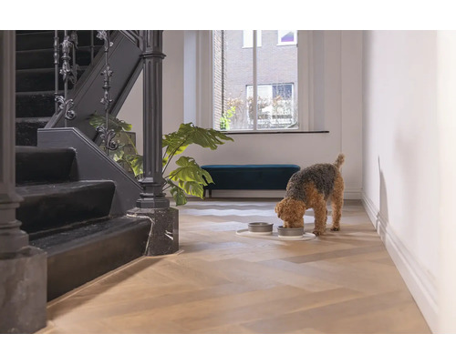 Ein Hund frisst in einem hellen Raum mit Treppe und Bank.