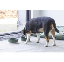 Ein Hund frisst aus einem Hundenapf neben einem weiteren Napf.