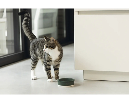 Getigerte Katze steht neben einem Futternapf