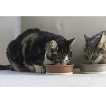 Zwei Katzen fressen aus braunen und grauen Futternäpfen