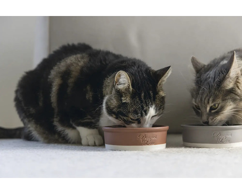 Zwei Katzen fressen aus braunen und grauen Futternäpfen