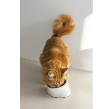Eine ingwerfarbene Katze frisst aus einem weißen Napf.