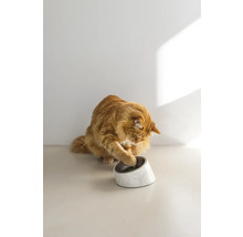 Eine orangefarbene Katze spielt mit ihrem Futternapf.