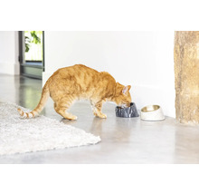 Eine rote Katze frisst aus einem Marmor-Futternapf für Haustiere.
