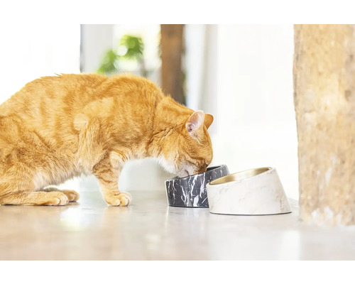Eine rote Katze frisst aus zwei Futternäpfen in Marmoroptik.