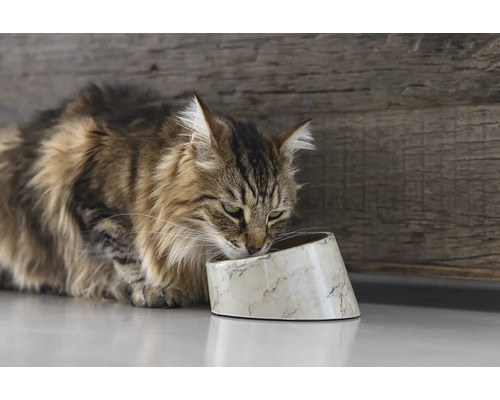 Katze frisst aus einem Futternapf