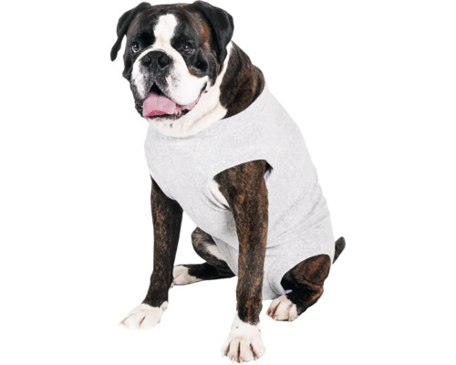 Boxer mit Hundeshirt