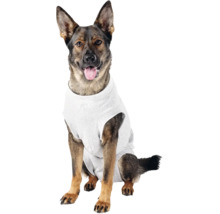 Ein sitzender Hund mit einem Hundebekleidungsstück.