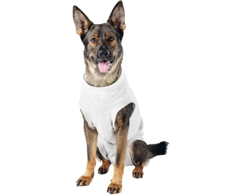 Ein sitzender Hund mit einem Hundebekleidungsstück.