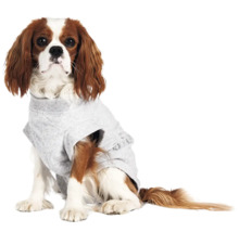 Hund trägt einen grauen Pullover