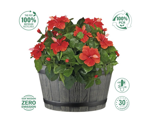 Hibiskus in Pflanztopf mit Hinweisen zu Recycling und Umweltfreundlichkeit