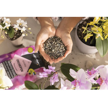 Hände halten Orchideensubstrat umgeben von Orchideen