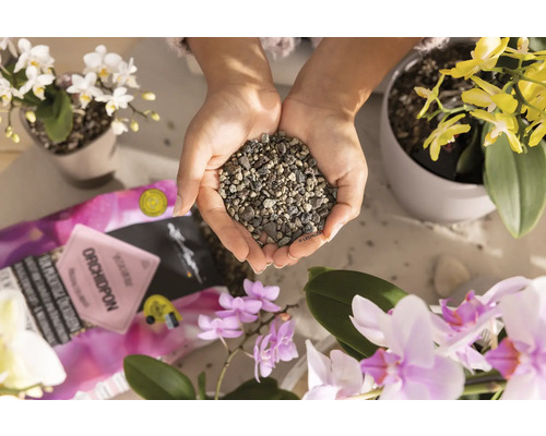 Hände halten Orchideensubstrat umgeben von Orchideen