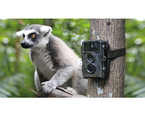 Lemur neben einer an einem Baum befestigten Wildkamera der Marke Technaxx