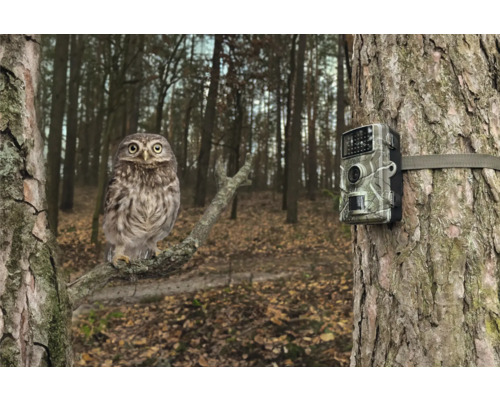 Eine Wildkamera ist an einem Baum befestigt, während eine kleine Eule auf einem Ast sitzt.