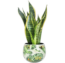 Sansevieria Pflanze im Topf mit Blattmuster