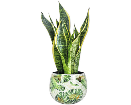 Sansevieria Pflanze im Topf mit Blattmuster
