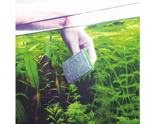 Reinigung eines Aquariums mit einem Algenmagneten