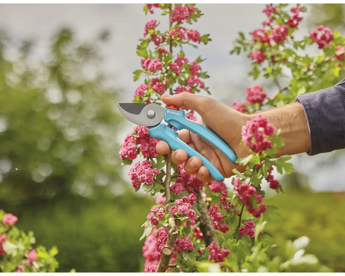 Gartenschere im Einsatz an blühendem Strauch