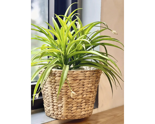 Künstliche Grünpflanze mit Blüten in einem geflochtenen Korb